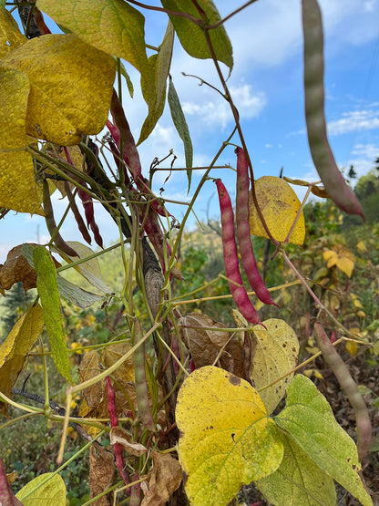 Pahadi Red Rajma