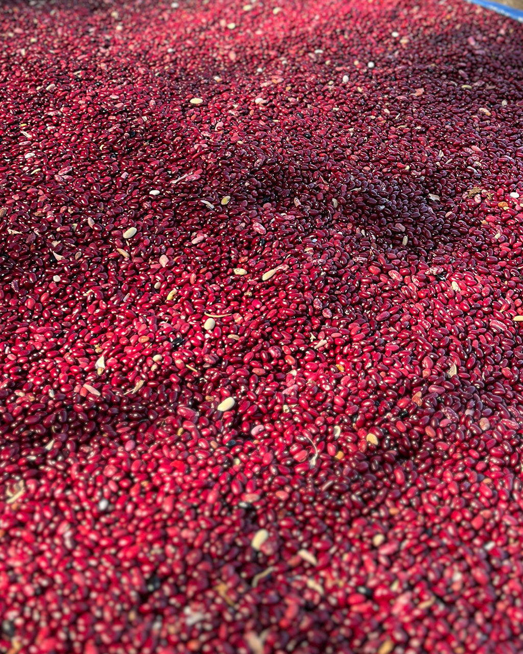 Pahadi Red Rajma