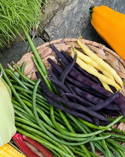 Purple Pole Beans