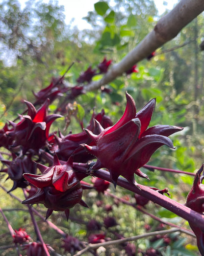 Rosella Flower Tea