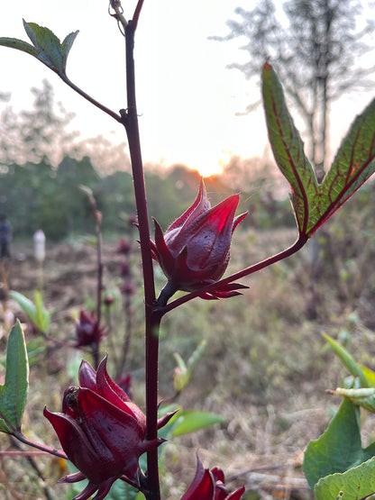 Rosella Flower Tea