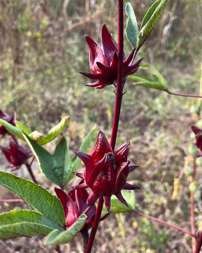 Rosella Flower Tea