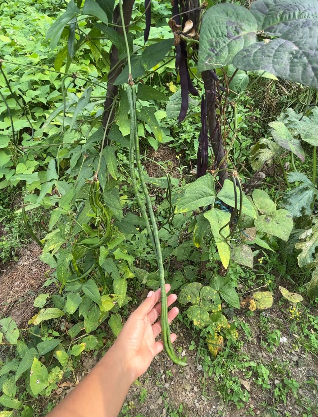 Yard Long Beans