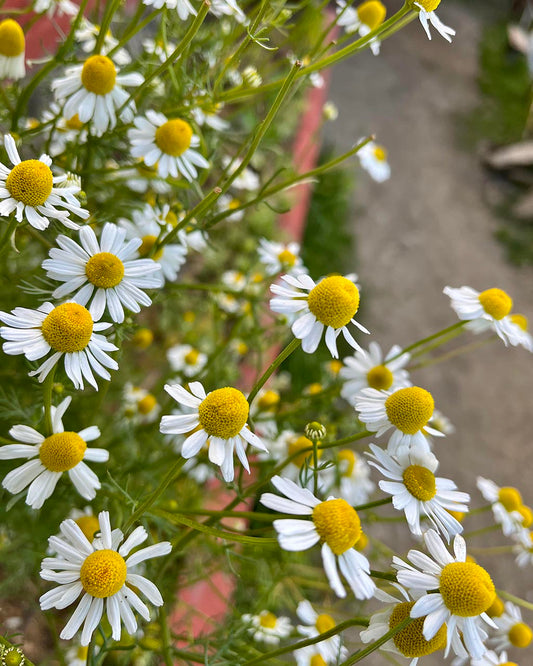 Chamomile