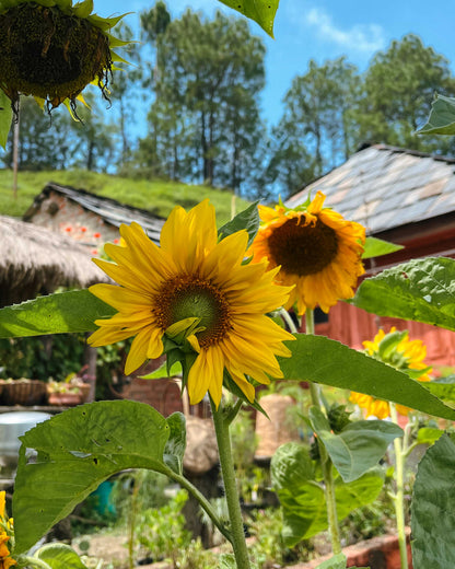 Sunflower (Multi-head)