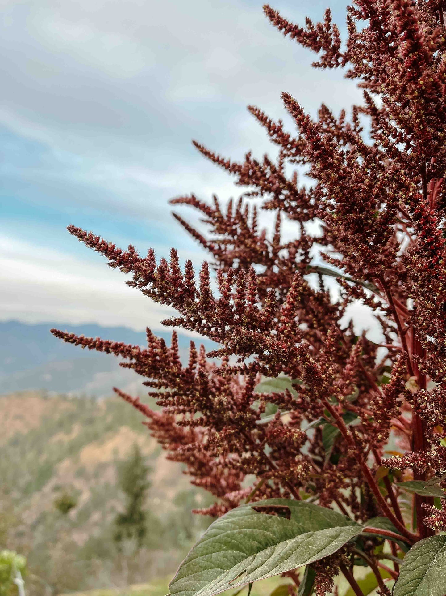 Amaranthus 