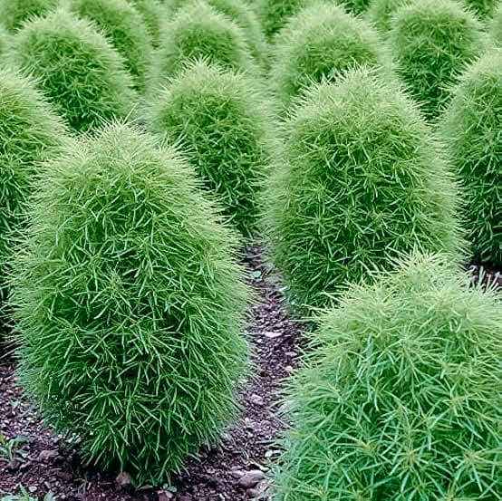 Kochia