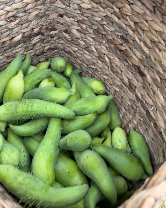 Meetha Karela