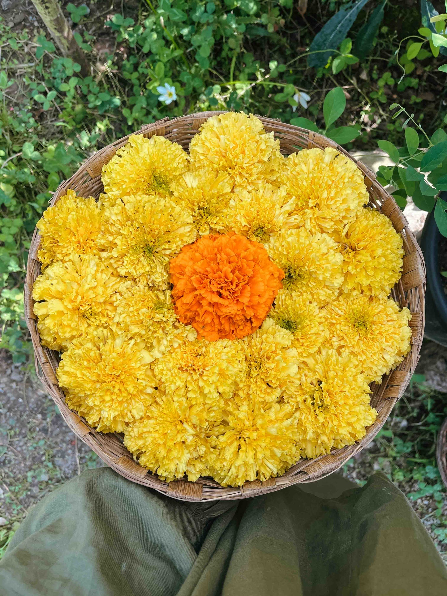 Marigold Mix