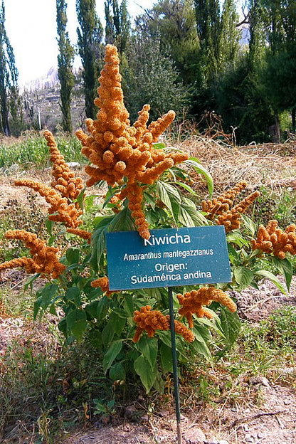 Amaranthus Mantegazzianus