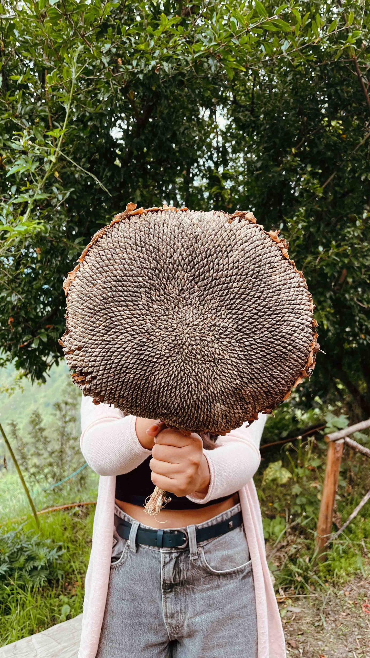 Giant Sunflower