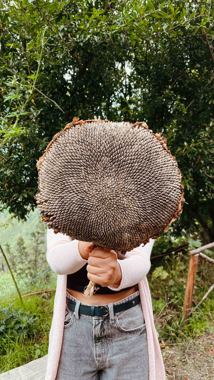 Giant Sunflower