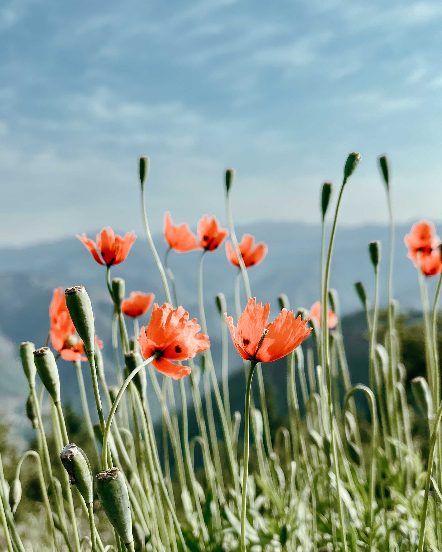 Red Poppy