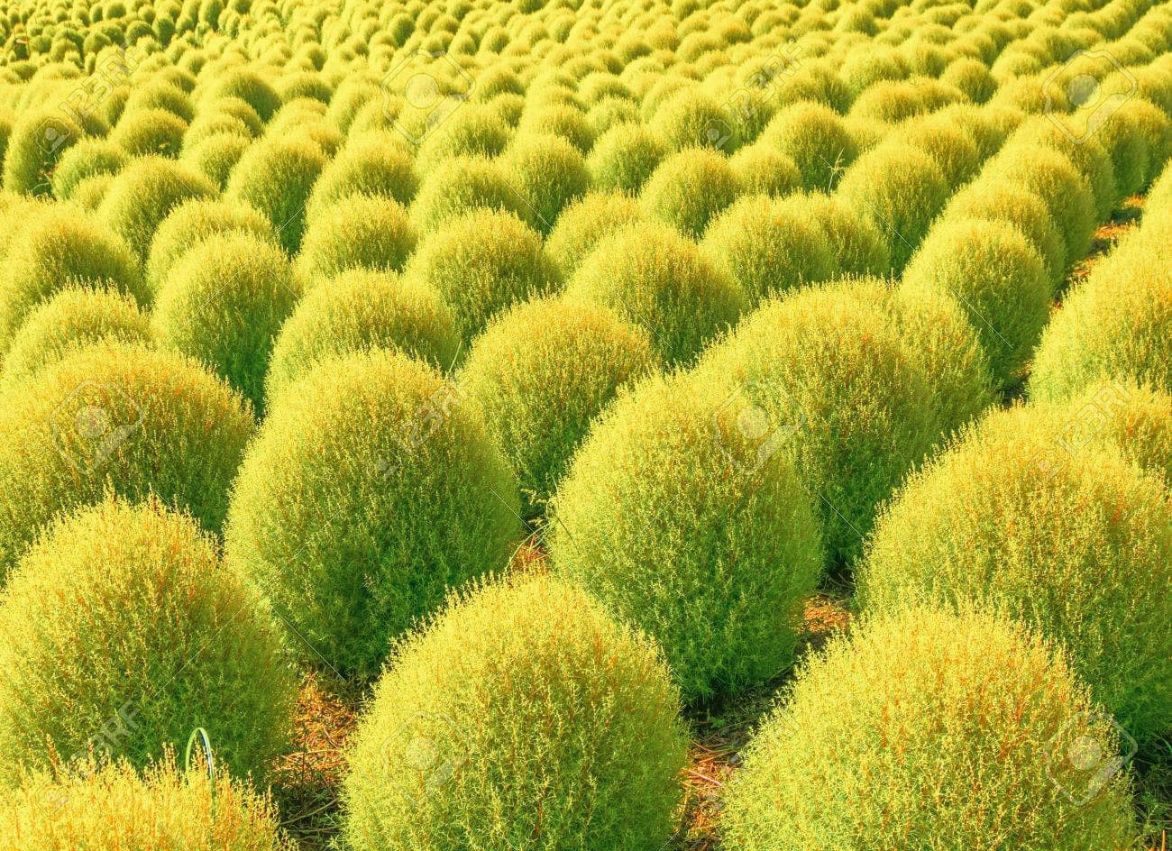 Kochia