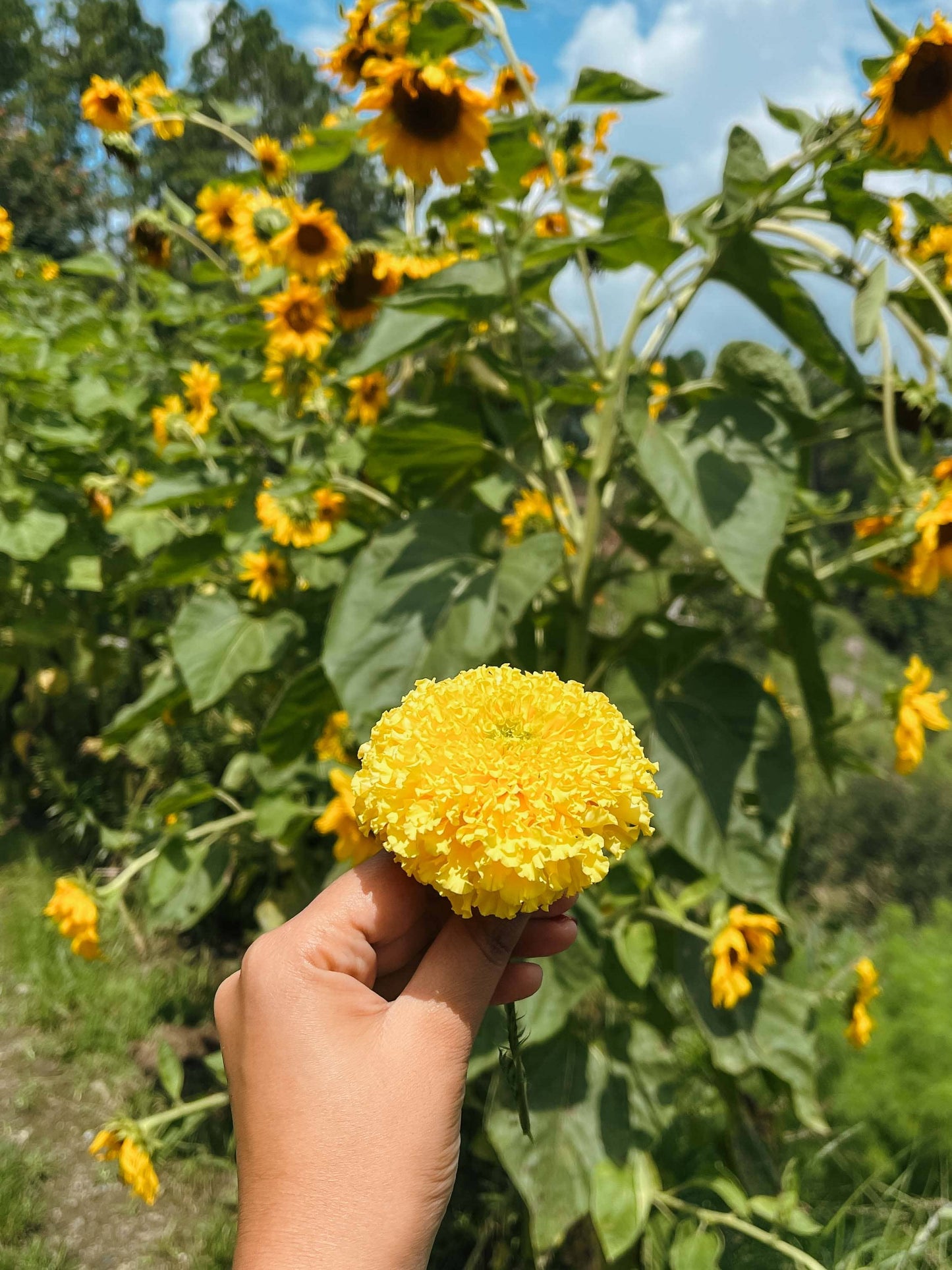 Marigold Mix