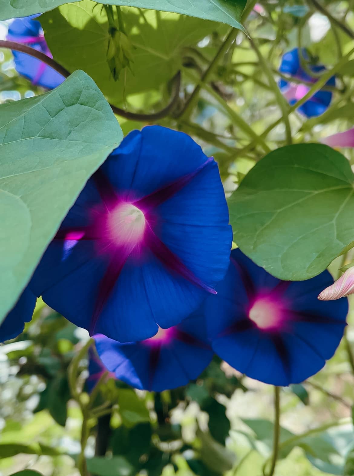 Morning Glory Purple