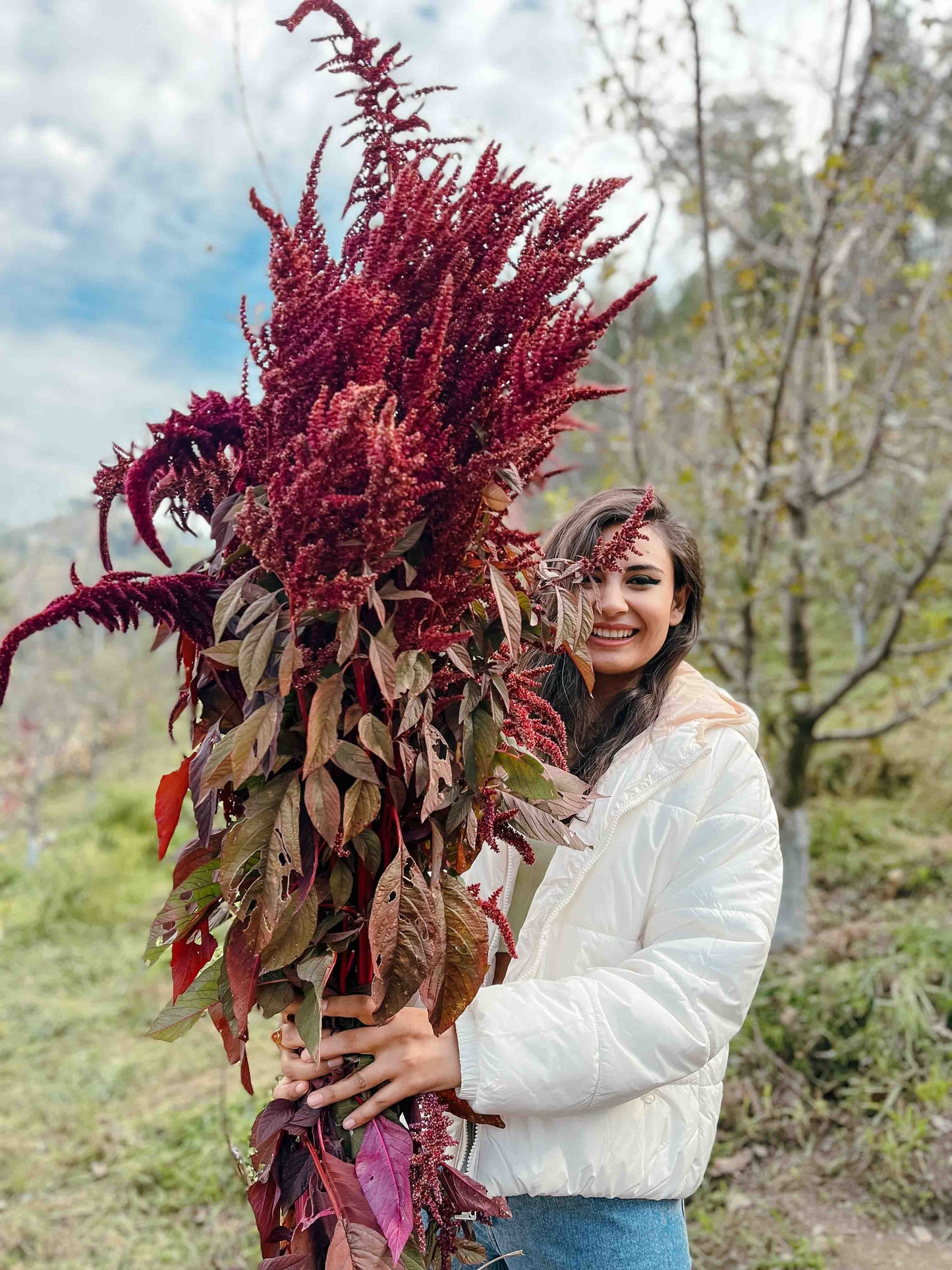 Amaranthus 