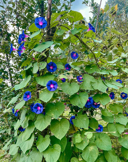 Morning Glory Purple