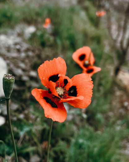 Red Poppy