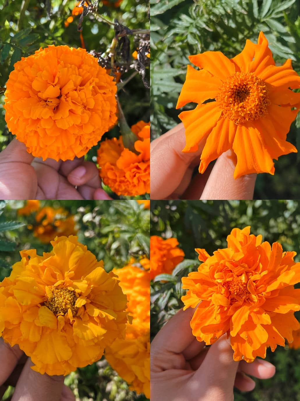 Marigold Mix