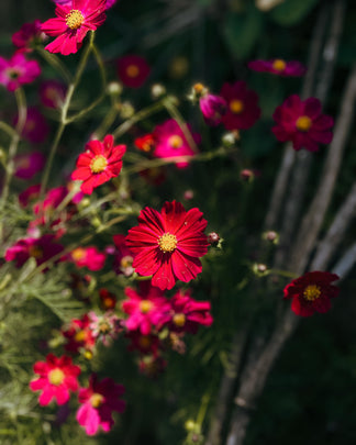 Cosmos Seeds (Mix) – Phal Phool