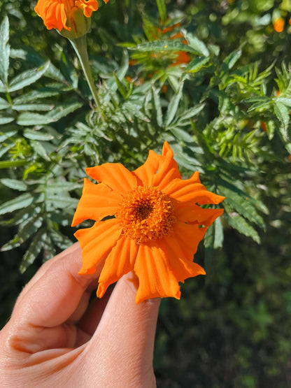 Marigold Mix