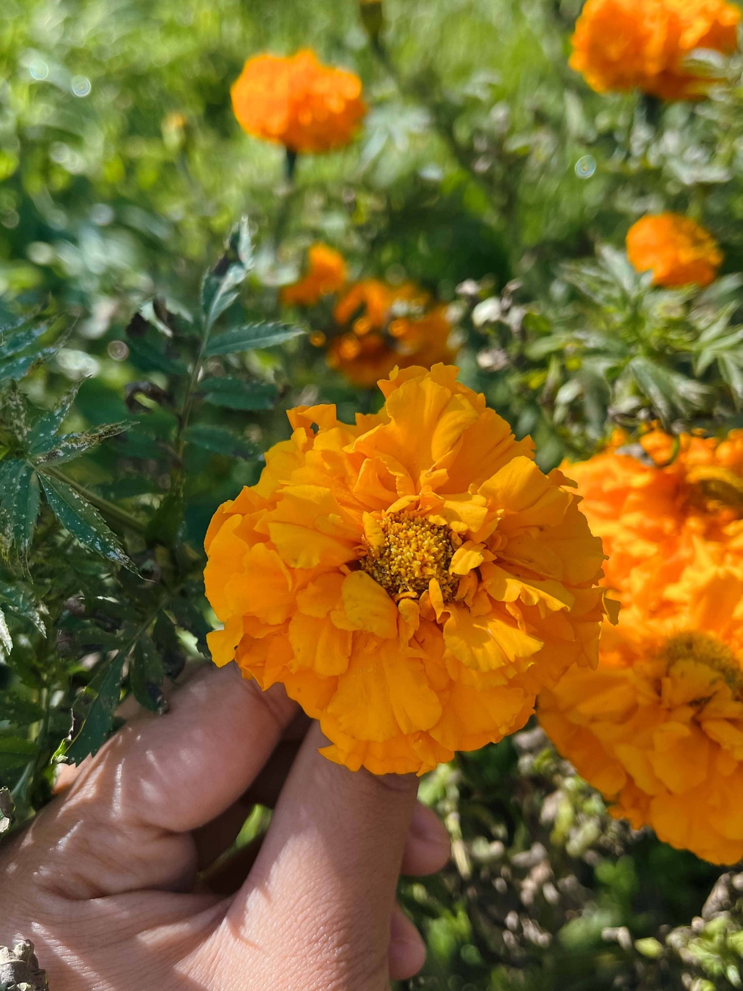 Marigold Mix