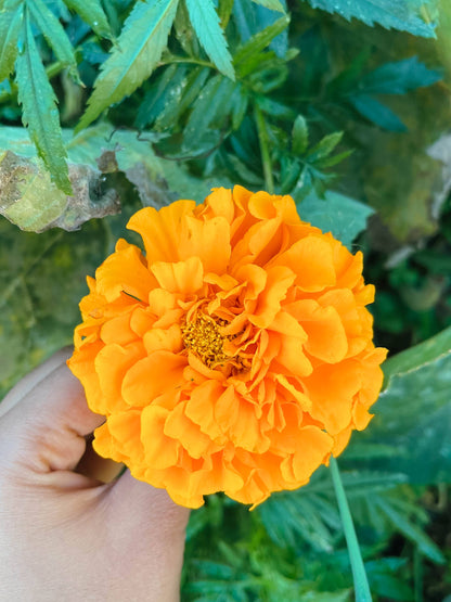 Marigold Mix