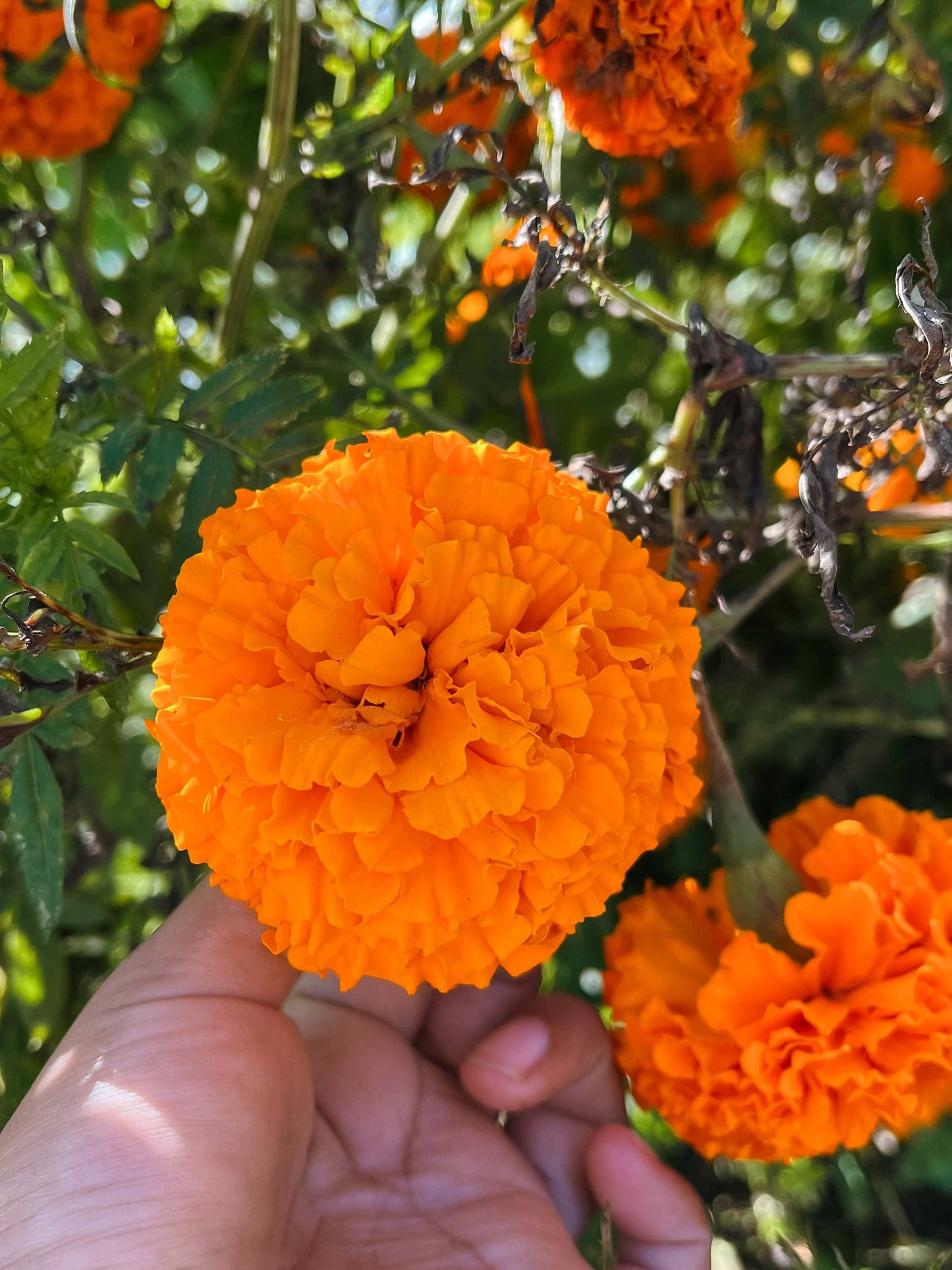 Marigold Mix