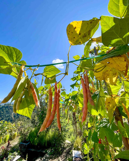 Pahadi Red Rajma - Desi Seeds