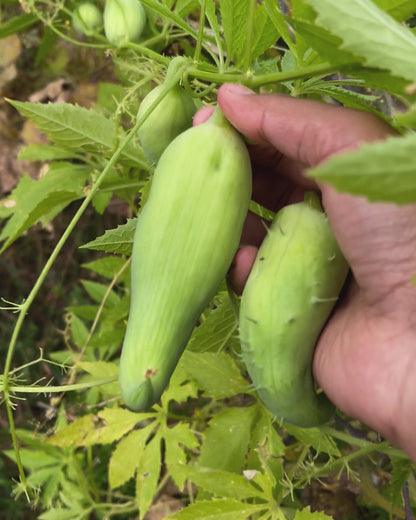 Meetha Karela