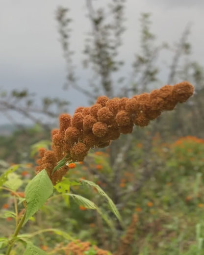 Amaranthus Mantegazzianus