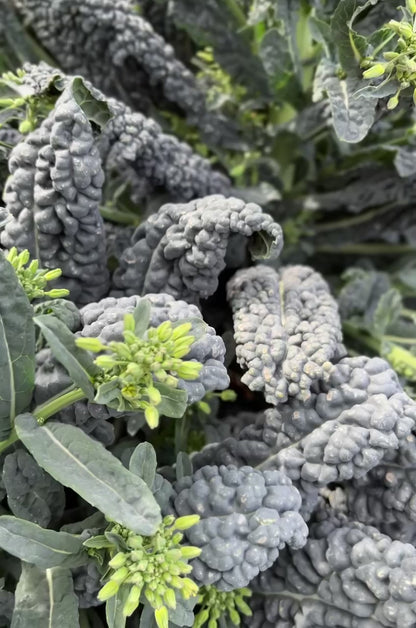 Kale Seeds