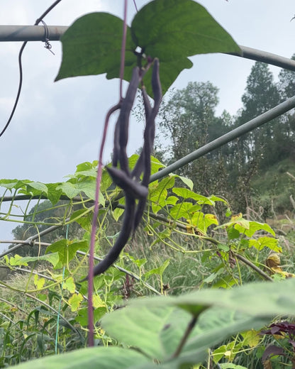 Purple Pole Beans