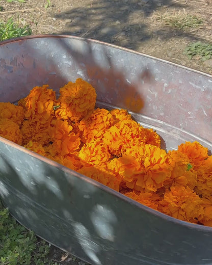 Marigold Mix