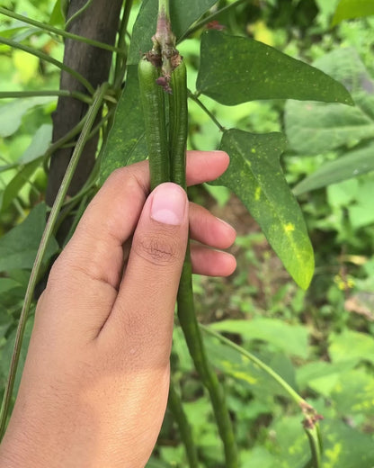 Yard Long Beans