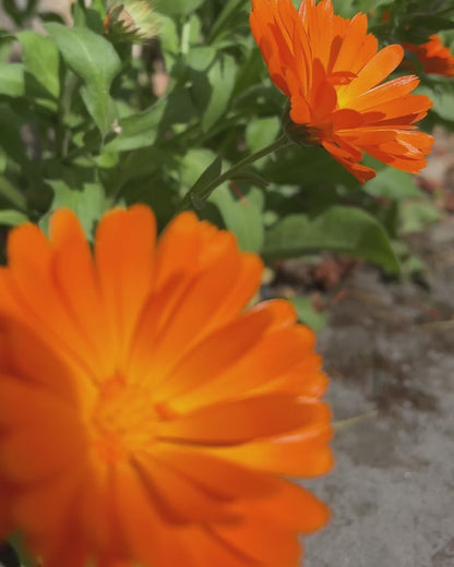 Calendula Seeds