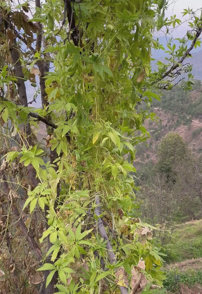 Meetha Karela