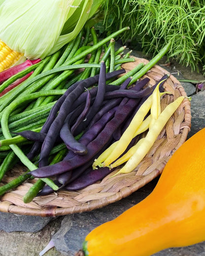 Purple Pole Beans