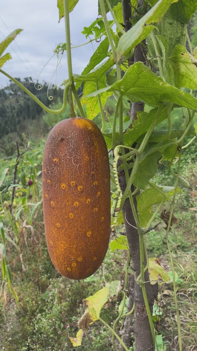 Pahadi Kakadi (Hill Cucumber)