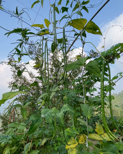 Yard Long Beans