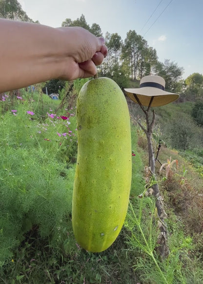 Pahadi Kakadi (Hill Cucumber)