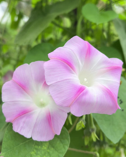 Morning Glory Pink