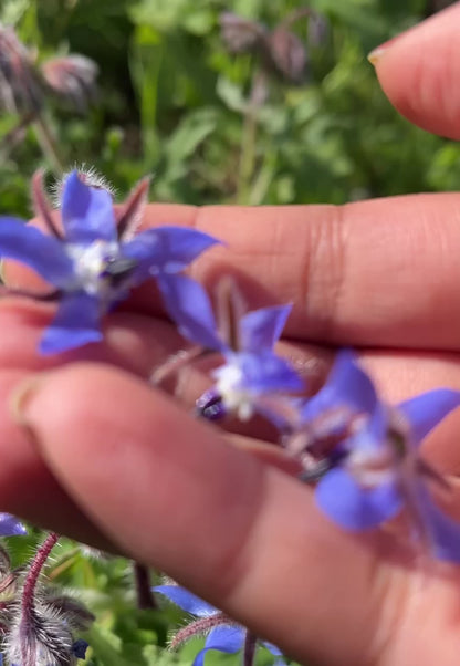 Borage Seeds