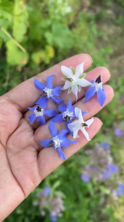 Borage Seeds